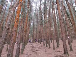 Pine Forest, Kodaikanal